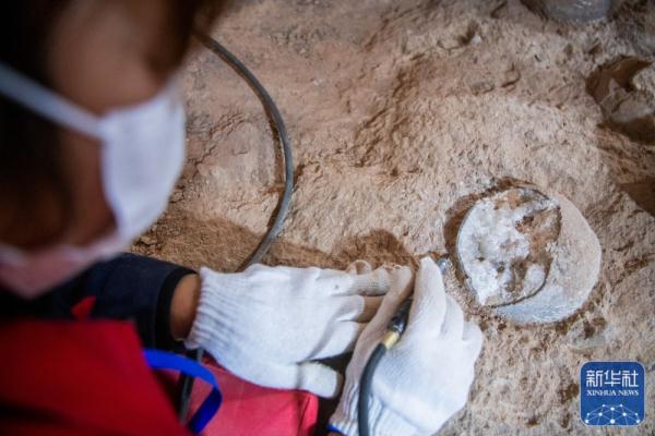 湖北首次发现结晶恐龙蛋化石
