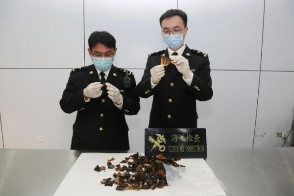 属国家一级重点保护动物！东兴海关查获一袋绿海龟“肉干”