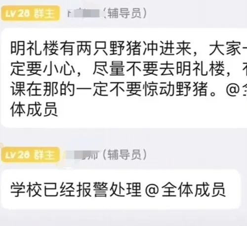 教学楼惊现野猪!警方:已到现场寻找 教学楼惊现野猪!警方:已到现场寻找