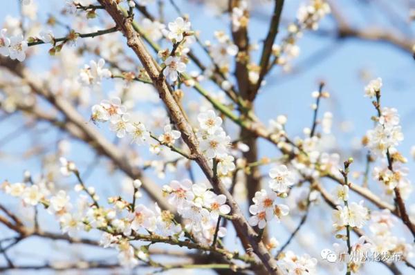遇见“梅”好!广州从化“流溪香雪”进入最佳赏花期→ 遇见“梅”好!广州从化“流溪香雪”进入最佳赏花期→