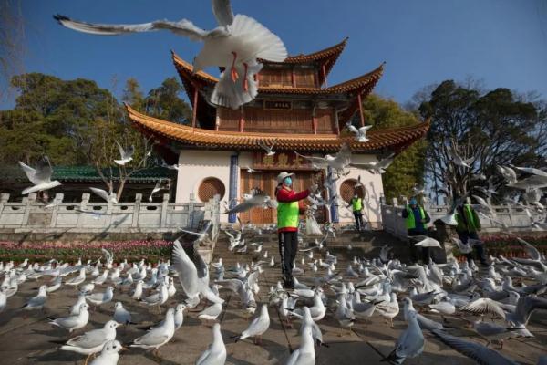 昆明观鸥哪“家”强？这份绿色出行指南快收好！