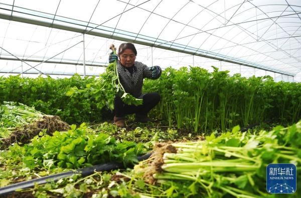 丰富“菜篮子” 冬季保供忙