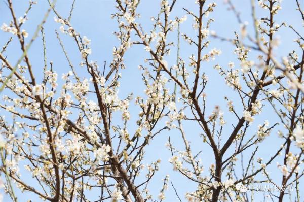 遇见“梅”好!广州从化“流溪香雪”进入最佳赏花期→ 遇见“梅”好!广州从化“流溪香雪”进入最佳赏花期→