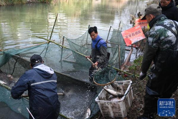 杭州西溪湿地：干塘捕鱼乐趣多