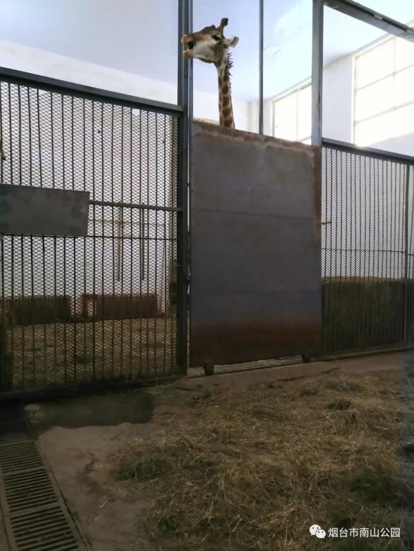 “别问这里雪多大，一问一个不吱声”