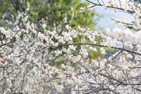 遇见“梅”好!广州从化“流溪香雪”进入最佳赏花期→ 遇见“梅”好!广州从化“流溪香雪”进入最佳赏花期→