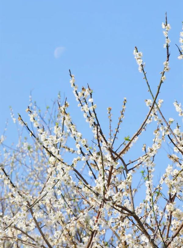 遇见“梅”好!广州从化“流溪香雪”进入最佳赏花期→ 遇见“梅”好!广州从化“流溪香雪”进入最佳赏花期→