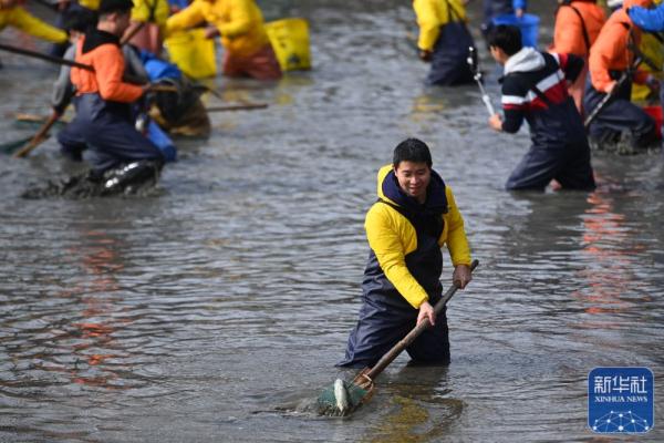 杭州西溪湿地：干塘捕鱼乐趣多