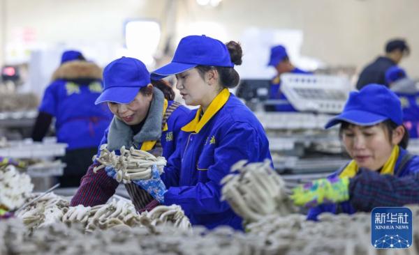 丰富“菜篮子” 冬季保供忙