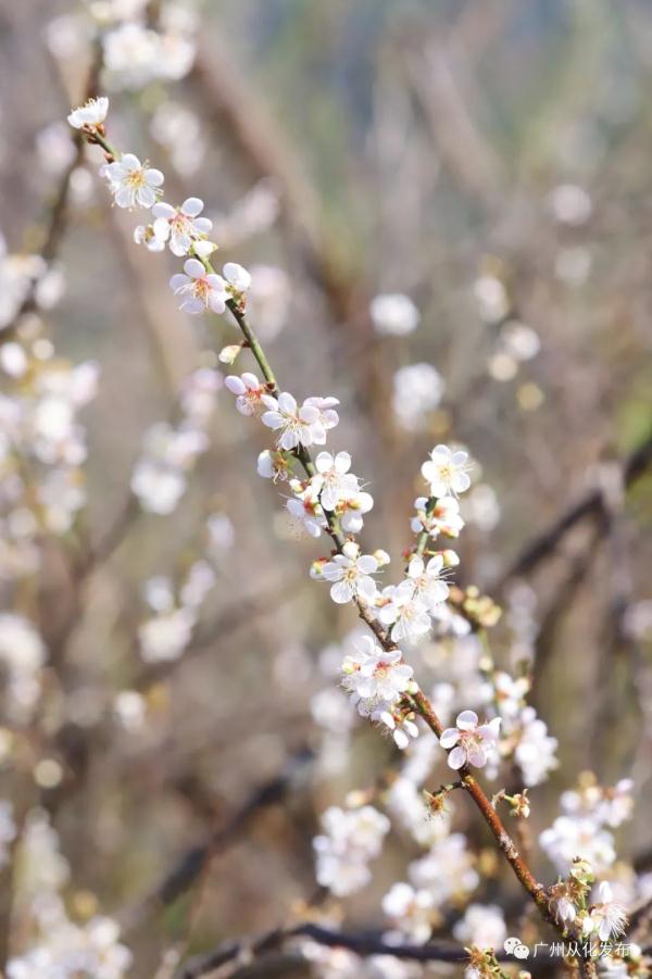 遇见“梅”好!广州从化“流溪香雪”进入最佳赏花期→ 遇见“梅”好!广州从化“流溪香雪”进入最佳赏花期→