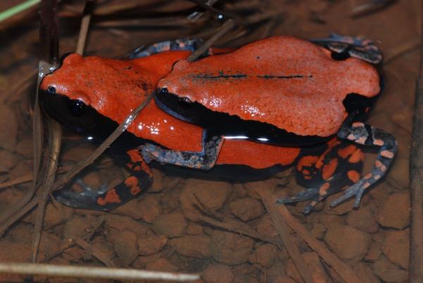 科技资讯｜研究实现胶体量子点在液体中的放大自发辐射 等