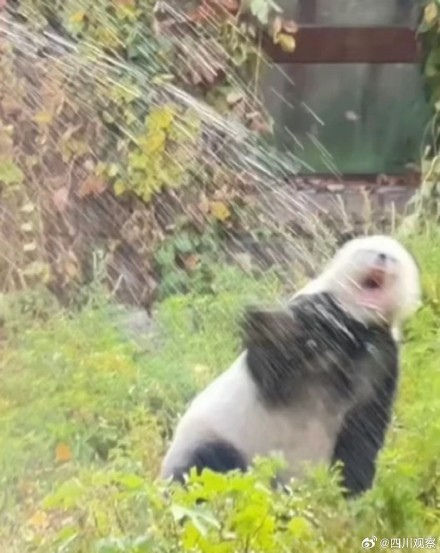 大熊猫萌二呲牙掰竹超卖力