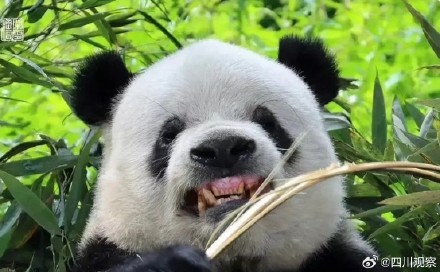 大熊猫萌二呲牙掰竹超卖力