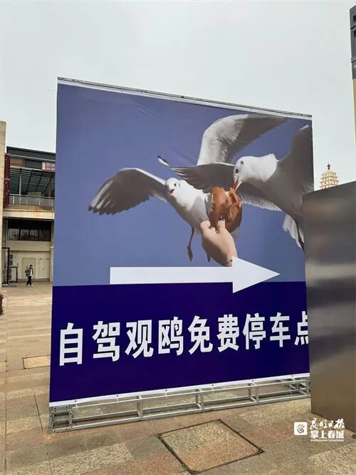 昆明首次发现海鸥新种！今年来昆海鸥总数达40700只……