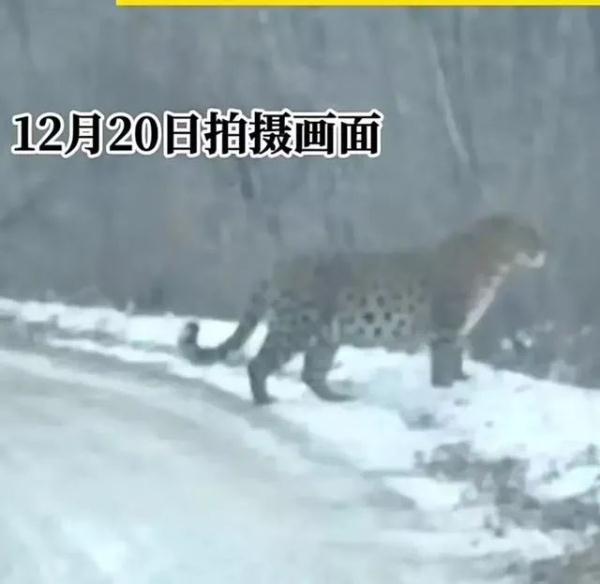网友抓拍到东北豹尸体!当地相关部门:被东北虎咬死 网友抓拍到东北豹尸体!当地相关部门:被东北虎咬死
