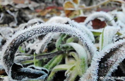 贵阳多地出现霜 晶莹剔透宛如钻石