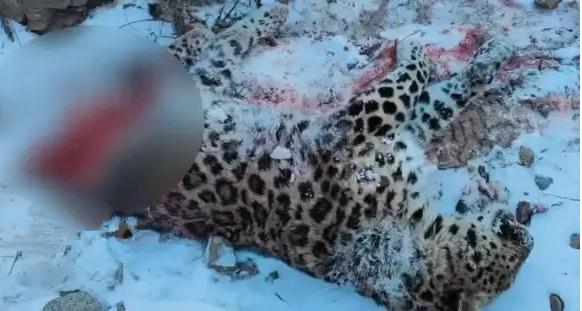 网友抓拍到东北豹尸体!当地相关部门:被东北虎咬死 网友抓拍到东北豹尸体!当地相关部门:被东北虎咬死