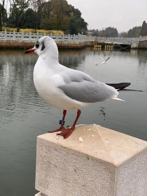 昆明首次发现海鸥新种！今年来昆海鸥总数达40700只……