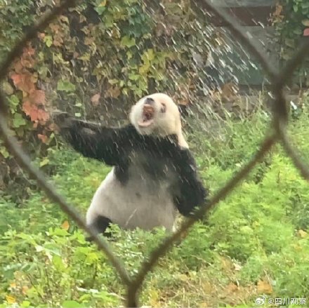 大熊猫萌二呲牙掰竹超卖力