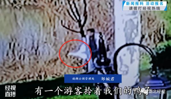 散养的小鸭子被游客陆续抱走 武汉一公园喊话:还回来 散养的小鸭子被游客陆续抱走 武汉一公园喊话:还回来