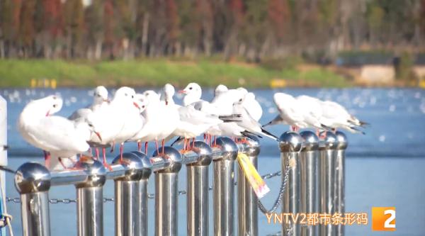 新鸥种!昆明首次发现! 新鸥种!昆明首次发现!