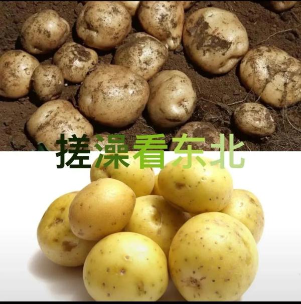 南“泥”北运！哈尔滨洗浴被南方游客“包场”