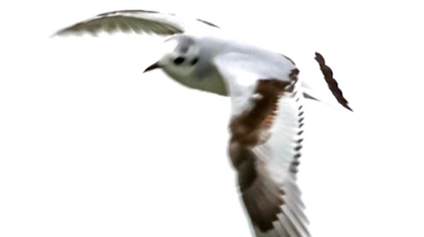 新鸥种!昆明首次发现! 新鸥种!昆明首次发现!