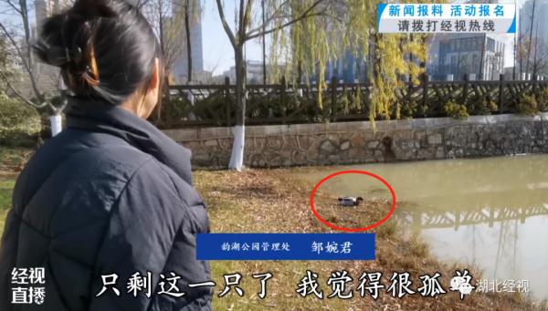 散养的小鸭子被游客陆续抱走 武汉一公园喊话:还回来 散养的小鸭子被游客陆续抱走 武汉一公园喊话:还回来