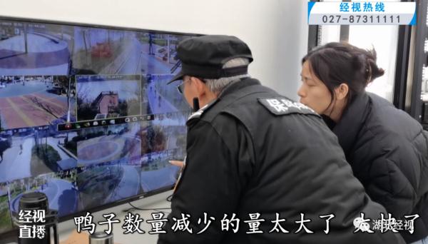 散养的小鸭子被游客陆续抱走 武汉一公园喊话:还回来 散养的小鸭子被游客陆续抱走 武汉一公园喊话:还回来