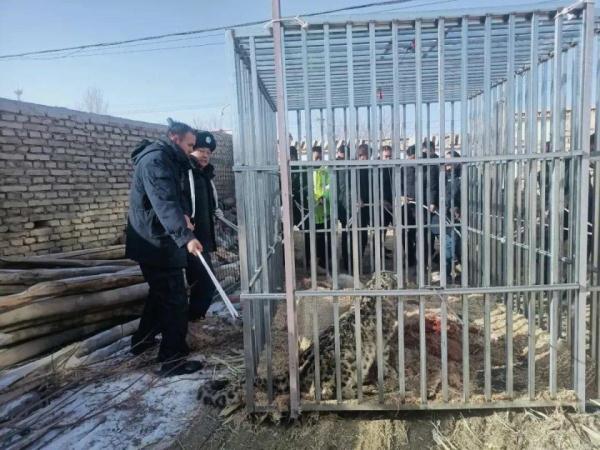 雪豹夜袭多户牧民羊圈咬死27只羊,已被警方送到500公里外放生 雪豹夜袭多户牧民羊圈咬死27只羊,已被警方送到500公里外放生