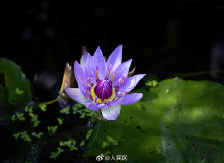 好运莲莲！北京植物园睡莲迎寒盛开