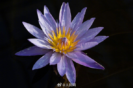 好运莲莲！北京植物园睡莲迎寒盛开