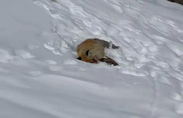 冲上热搜！网红狐狸死在雪地里，疑似投喂造成
