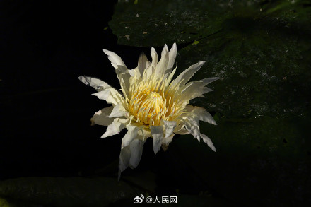 好运莲莲！北京植物园睡莲迎寒盛开