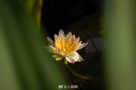 好运莲莲！北京植物园睡莲迎寒盛开