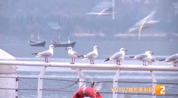 新鸥种!昆明首次发现! 新鸥种!昆明首次发现!