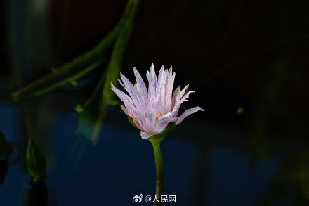 好运莲莲！北京植物园睡莲迎寒盛开