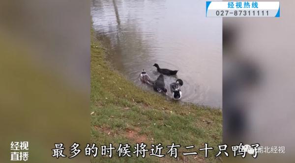 散养的小鸭子被游客陆续抱走 武汉一公园喊话:还回来 散养的小鸭子被游客陆续抱走 武汉一公园喊话:还回来