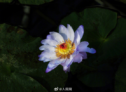 好运莲莲！北京植物园睡莲迎寒盛开