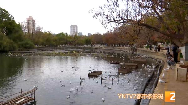 新鸥种!昆明首次发现! 新鸥种!昆明首次发现!