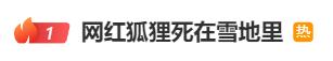 热搜第一！网红狐狸死在雪地里？景区回应