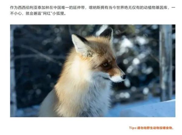冲上热搜！网红狐狸死在雪地里，疑似投喂造成