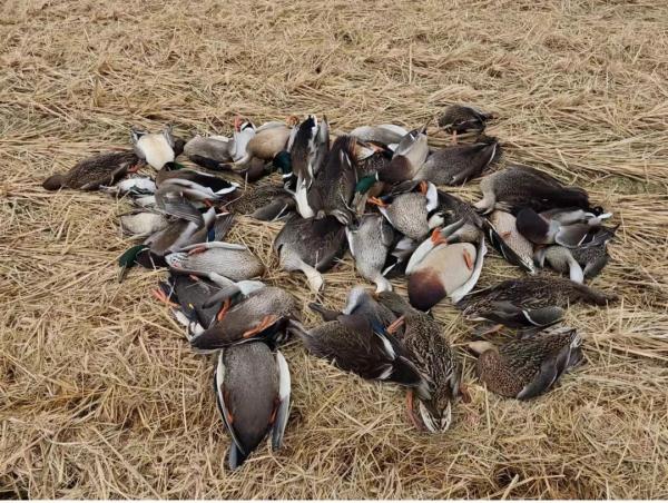 上海警方缴获150余只鸟类死体,3人涉嫌非法狩猎罪落网 上海警方缴获150余只鸟类死体,3人涉嫌非法狩猎罪落网