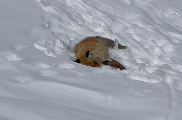 新疆喀纳斯网红狐狸因投喂死亡？景区：死因待定，一直倡议拒绝投喂但有游客认为花了钱