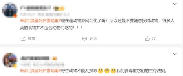 “网红狐狸死在雪地里”？景区回应