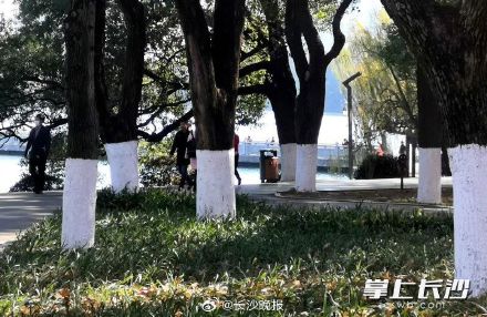 湖南烈士公园给名贵树木涂白防寒涨颜值