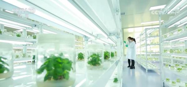 我国种业振兴行动取得阶段性成效 初步摸清资源“家底”