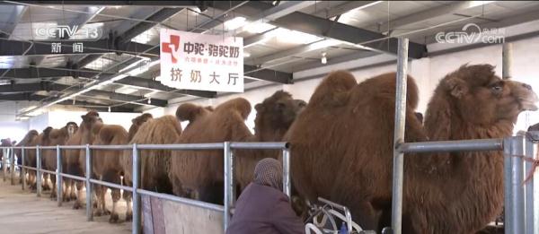 走进新疆看发展 | 打造特色产业链 “沙漠之舟”变身“产业之舟” 走进新疆看发展 | 打造特色产业链 “沙漠之舟”变身“产业之舟”