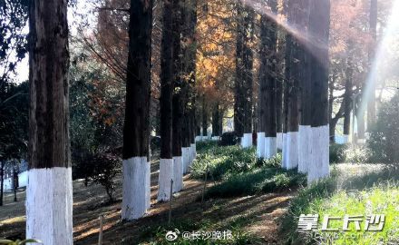 湖南烈士公园给名贵树木涂白防寒涨颜值