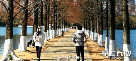 湖南烈士公园给名贵树木涂白防寒涨颜值